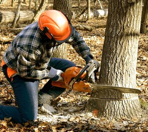 Tree Removal in Lakewood, WI